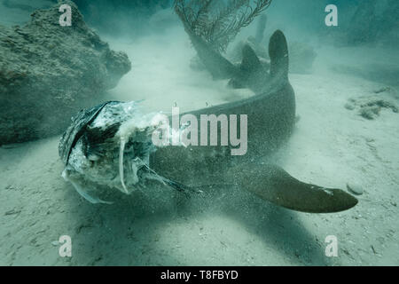 Braun Ammenhai Ginglymostoma cirratum, schwebt über Stock von Riff essen ein Fisch Stockfoto