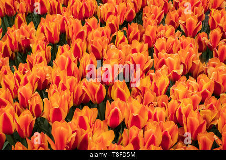 King's orange Tulpen von Holland, Michigan Stockfoto