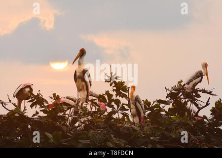 Gruppe von Malte Storch Vögel mit Nest auf dem Baum. Stockfoto