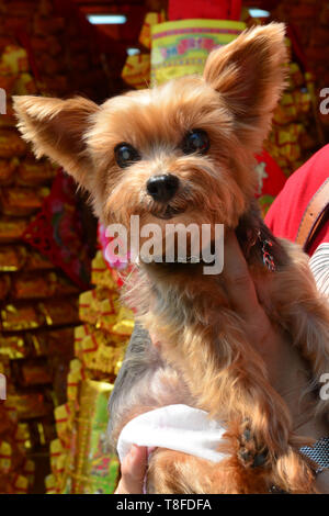 Cairn Terrier Hund in der Hand Stockfoto