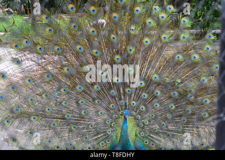 Peacock zeigt seine Federn. Schöne Pfau. männlichen Pfau seine Schwanzfedern anzeigen. Verbreitung Schwanzfedern des Pfaus sind dating Stockfoto