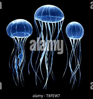 Leuchtende Quallen auf Schwarz Stockfoto