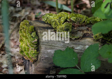 Mit Algen bedeckter Tramettenpilz - Keine Pilze essen, die von einem Fachmann nicht richtig identifiziert wurden - einige sind TÖDLICH Stockfoto