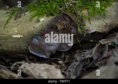 Judas Ohr Auricularia auricula-judae - Essen Sie keine Pilze, die nicht richtig von einem qualifizierten Fachmann identifiziert wurden, einige sind TÖDLICH Stockfoto