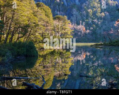 Chile, Araucania, Huerquehue Nationalpark, Reflexionen über San Manuel See Stockfoto