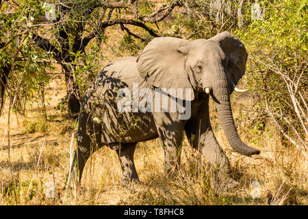 Bull elephant unterwegs im Busch Liwonde National Park Malawi Stockfoto