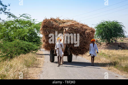 Indische Bauern, die ein Kamel ziehen an einem Strohballen im ländlichen Rajasthan, Indien Stockfoto