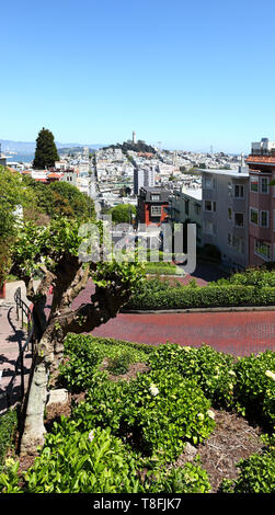 San Francisco: Auf der Suche die berühmte schiefe Lombard Street in Richtung Telegraph Hill. Stockfoto