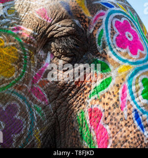 In der Nähe der Augen und der Haut von einem gemalten Indischer Elefant, Rajasthan, Indien Stockfoto