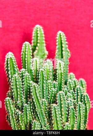 Cactus Köpfe vor einem roten Hintergrund Stockfoto