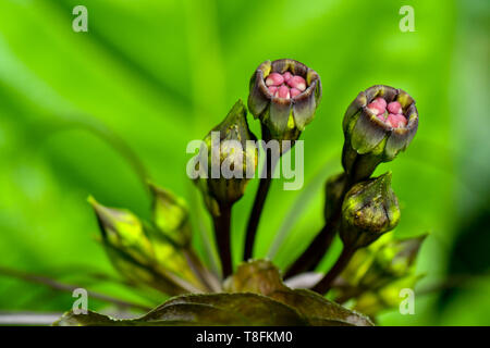 Ghoulish, whiskery bat Blume Pflanzen Stockfoto