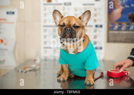 Cute Puppy von Französisch Bulldog breed an Termin beim Tierarzt Arzt. Ein Porträt von einem Hund, der die Prüfung der Arzt auf dem Tisch erwartet Ich Stockfoto