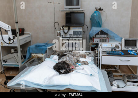 Sterile op in einer Tierklinik. Vorbereitung für den Betrieb des Hundes. Der Augenarzt führt Chirurgie auf die Augen des Hundes. Ein Stockfoto