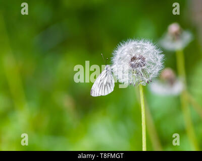 Weiß Pieris Rapae oder Kohl schmetterling insekt Sitzen auf Löwenzahn Blume auf grünem Hintergrund Stockfoto