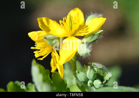 Chelidonium majus, die gemeinhin als Schöllkraut, nipplewort, swallowwo] oder tetterwort - eine invasive Pflanze in der Kräutermedizin verwendet werden Stockfoto