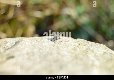 Leuchtend bunte Gemeinsame grüne Flasche fliegen (Lucilia sericata) auf einem Stein sitzen an einem sonnigen Tag Stockfoto