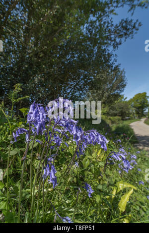 Masse der Bluebells/Endymion non-skriptingunterbrechung wachsenden neben einer landwirtschaftlichen country lane in der Frühlingssonne. Metapher sonnigen UK country lane. Stockfoto