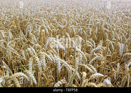 Ein Feld von Weizen. Close up Erntegut Textur Stockfoto