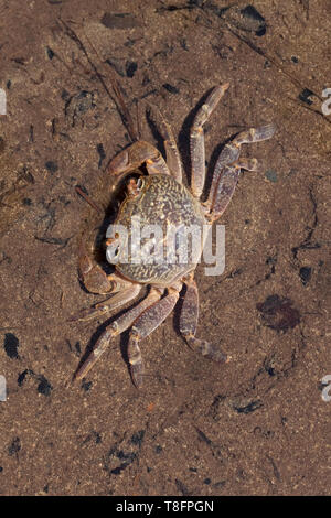 Potamon potamios Crab (Fluss) Stockfoto