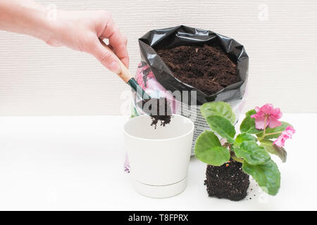 Saintpaulien (Afrikanische Veilchen). Transplant blühende Pflanzen, rosa Blumen, Wässern, weißer Hintergrund Stockfoto