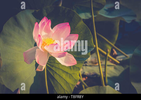 Lotus Blume Blüte im Lakeside Stockfoto