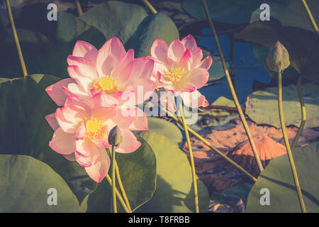 Lotus Blume Blüte im Lakeside Stockfoto