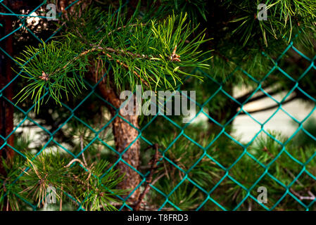 Üppig grüne Zweige wachsen über einen Zaun Stockfoto
