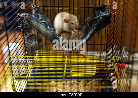 home cute rats in a cage on a blurred background Stockfoto