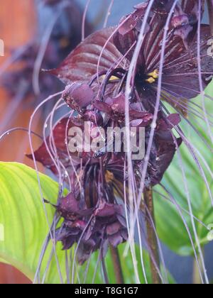 Seltsamerweise wunderschöne schwarze Fledermausblumen mit ihren Fledermausbändern, Blumen und sehr langen Whiskern, in voller Blüte, australischer subtropischer Küstengarten Stockfoto