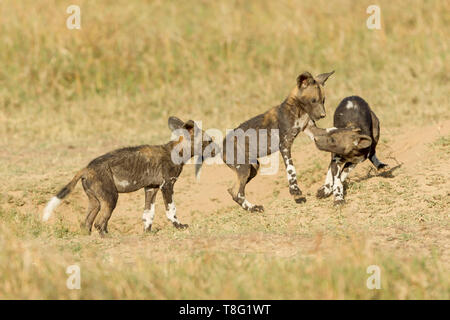 Drei wilden Hund Welpen spielen und Kämpfen außerhalb ihrer Höhle, zwei eine angreifende, Querformat, Ol Pejeta Conservancy, Laikipia, Kenia, Afrika Stockfoto