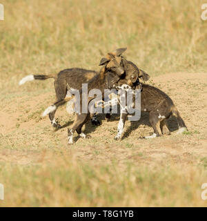 Drei wilden Hund Welpen spielen und Kämpfen außerhalb ihrer Höhle, zwei eine angreifende, quadratischen Format,, Ol Pejeta Conservancy, Laikipia, Kenia, Afrika Stockfoto