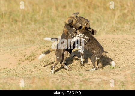 Drei wilden Hund Welpen spielen und Kämpfen außerhalb ihrer Höhle, zwei eine angreifende, Querformat, Ol Pejeta Conservancy, Laikipia, Kenia, Afrika Stockfoto