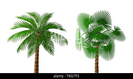 Zwei üppigen Tropischen dunkelgrünen Palmen von verschiedenen Arten. Stock Vektor