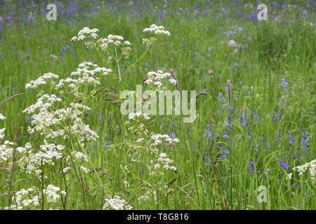 Wiese, St Stephen's Church, Rosslyn Hill, Hampstead, London. Großbritannien Stockfoto