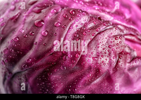 Rotkohl mit Wassertropfen, Nahaufnahme Reife Stockfoto