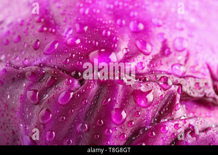 Rotkohl mit Wassertropfen, Nahaufnahme Reife Stockfoto