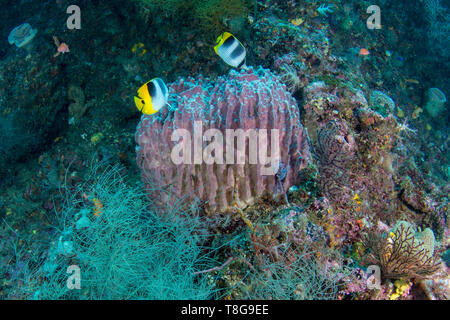 Pacific doppelseitige Falterfische (Chaetodon ulietensis) auf einem Fass Schwamm mit alcyonacea Weichkorallen und Montipora inkrustierende Korallen in Raja Ampat Stockfoto