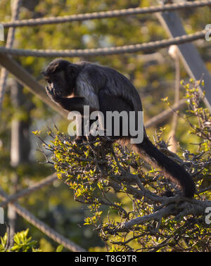 Getuftete Kapuziner (sapajus apella) Ernährung Stockfoto