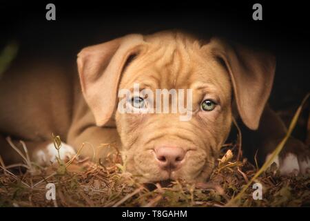 Amerikanischer Pit-Bullterrier Stockfoto