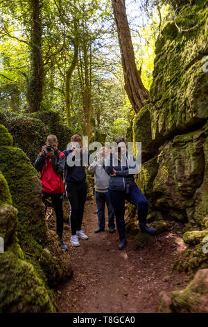 Vier Fotografen auf ein Foto Ausbildung bei Puzzlewood, Wald von Dean im Frühjahr, Gloucestershire. Stockfoto