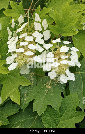 Weiß blühende Art oakleaf Hortensie Stockfoto