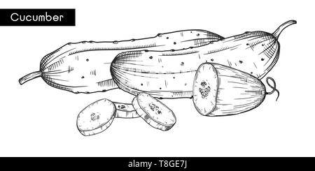 Satz von verschiedenen Gurken auf weißem Hintergrund. Vector Illustration Stock Vektor