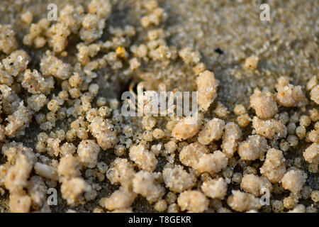 Kleine Krabbe. Sie sind in der Regel auf sandigem oder schlammigem oberen Ufer gefunden, versteckt in ihre Unterschlüpfe bei Flut, und nur bei Ebbe zu füttern. Stockfoto