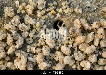 Kleine Krabbe. Sie sind in der Regel auf sandigem oder schlammigem oberen Ufer gefunden, versteckt in ihre Unterschlüpfe bei Flut, und nur bei Ebbe zu füttern. Stockfoto