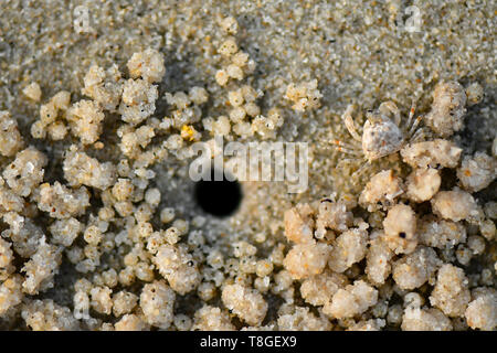 Kleine Krabbe. Sie sind in der Regel auf sandigem oder schlammigem oberen Ufer gefunden, versteckt in ihre Unterschlüpfe bei Flut, und nur bei Ebbe zu füttern. Stockfoto