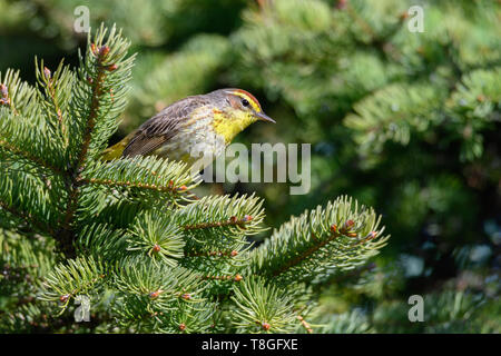 Eine Migration von männlichen Palm Warbler Grünfutter für eine Mahlzeit in den Pinien an Toronto, Ontario Ashbridges Bay Park. Stockfoto