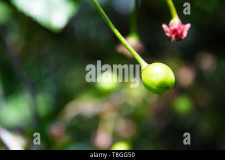 Green Cherry Berry. Kirschen auf dem Baum. Close-up. Stockfoto