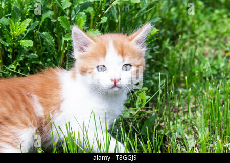 Eine kleine rote Katze mit blauen Augen spielt im Gras. Close-up. Junge Kätzchen im Hinterhof. Stockfoto