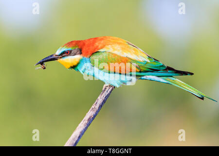 Bee-eater sitzt auf einem Ast mit einer Biene in ihrem Schnabel. Stockfoto