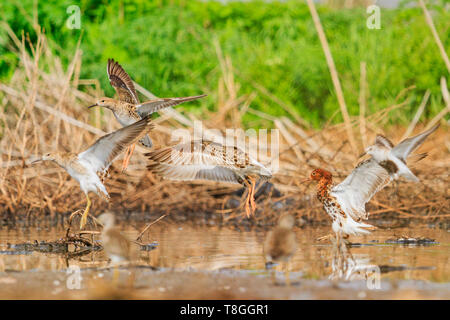Herde von waders Kampfläufer sitzen auf dem See Stockfoto